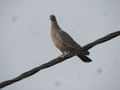 Patagioenas picazuro
