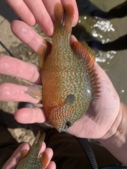 Lepomis megalotis
