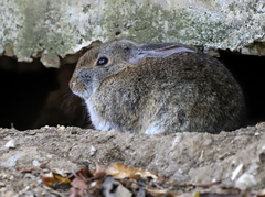 Sylvilagus bachmani