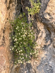 Perityle tenella