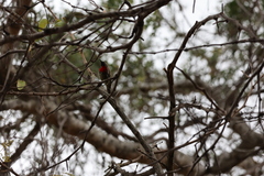 Chalcomitra senegalensis
