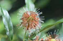Cephalanthus salicifolius