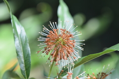 Cephalanthus salicifolius