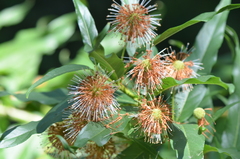 Cephalanthus salicifolius