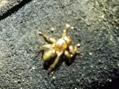 Hippoboscoidea