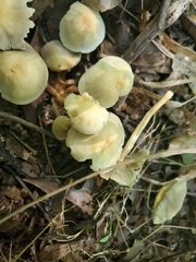 Hypholoma subviride