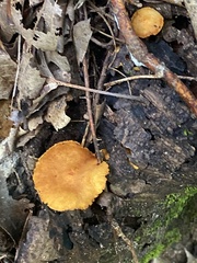 Pluteus chrysophlebius