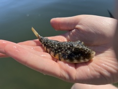 Sphoeroides maculatus