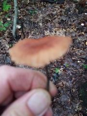 Gymnopus brassicolens