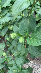 Datura innoxia