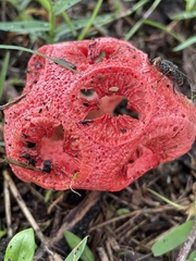 Clathrus crispus