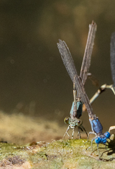 Argia apicalis