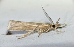 Thaumatopsis pexellus