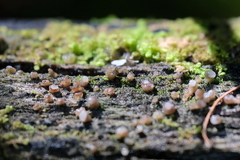 Helicogloea compressa