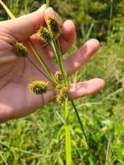 Cyperus retrorsus