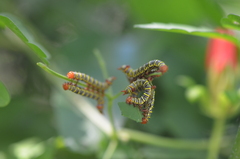 Didugua argentilinea