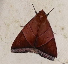 Artena inversa