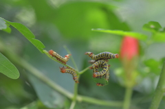 Didugua argentilinea