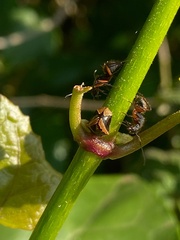 Tragopini