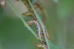 Didugua argentilinea