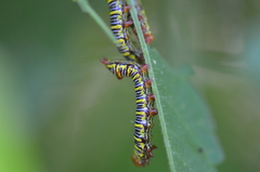 Didugua argentilinea