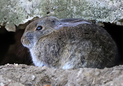 Sylvilagus bachmani