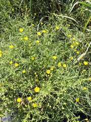 Heterotheca subaxillaris