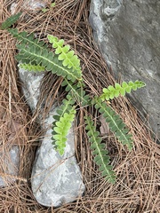 Asplenium ceterach