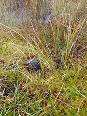 Carex vesicaria