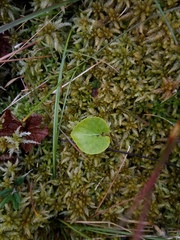 Viola palustris