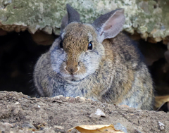 Sylvilagus bachmani