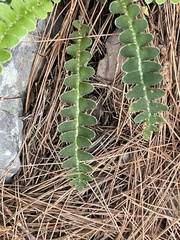 Asplenium ceterach