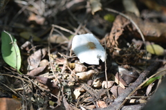 Leucocoprinus brebissonii