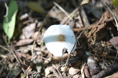 Leucocoprinus brebissonii