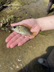 Ambloplites rupestris