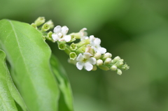 Citharexylum berlandieri