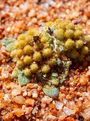 Chthonocephalus pseudevax