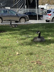Branta canadensis