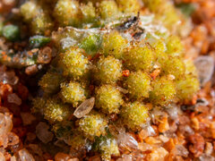 Chthonocephalus pseudevax