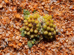 Chthonocephalus pseudevax