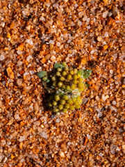 Chthonocephalus pseudevax