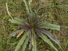 Lactuca canadensis