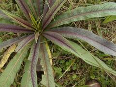 Lactuca canadensis