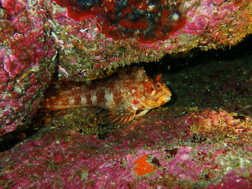 Tompot blenny (Parablennius gattorugine) — Blenniidae — 5