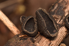 Galiella coffeata