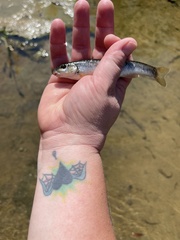 Campostoma oligolepis