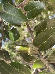 Quercus coccifera