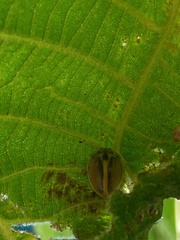 Epilachna clandestina
