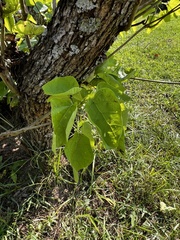 Catalpa bignonioides