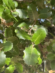 Quercus coccifera